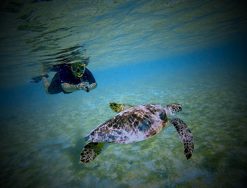 Flamingo and Turtle Snorkel Tour in Bonaire, photo 3