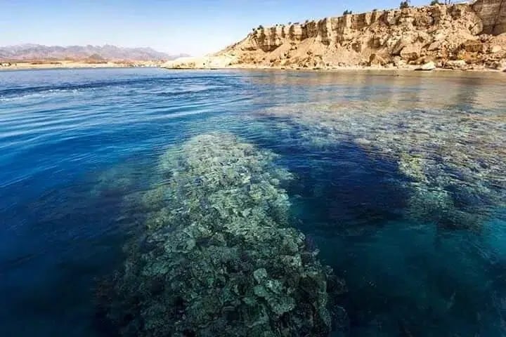 Ras Mohamed and White Island Snorkelling Trip from Sharm El Sheikh, photo 5
