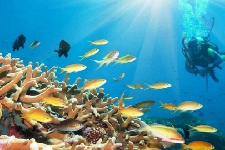 Beginner Scuba Boat Trip in Marsa Alam, photo 4
