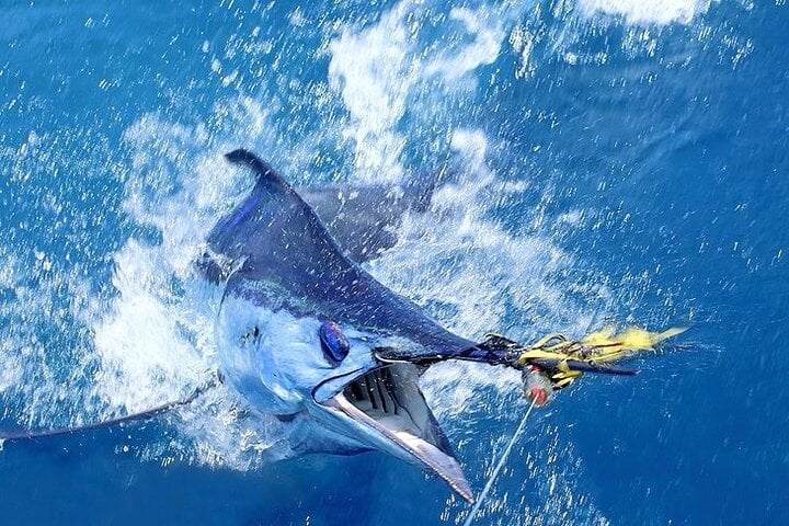 Private Deep Sea Fishing Charter in Montego Bay, photo 2