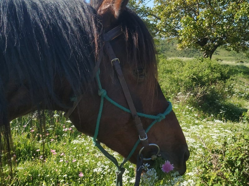 Countryside Horseback Ride in Gjirokastra, photo 4