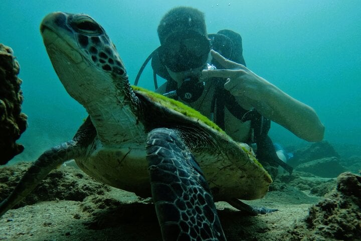 Try Scuba and Snorkelling in Fujairah, photo 5