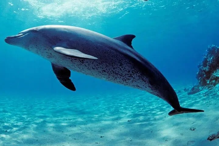 Dolphin House Snorkelling Adventure at Samadai Reef – Marsa Alam, photo 5