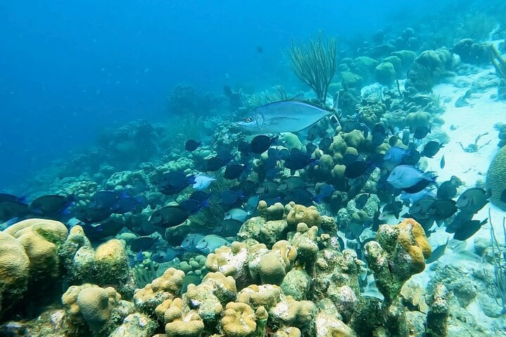 Try Scuba Diving Experience in Bonaire, photo 3