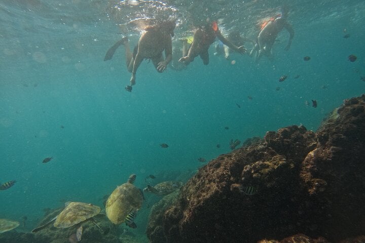Snorkelling with Turtles in Fujairah with Transfers, photo 3