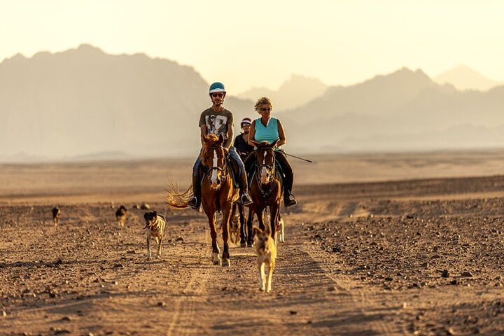 Desert Horse Riding in Marsa Alam, photo 3