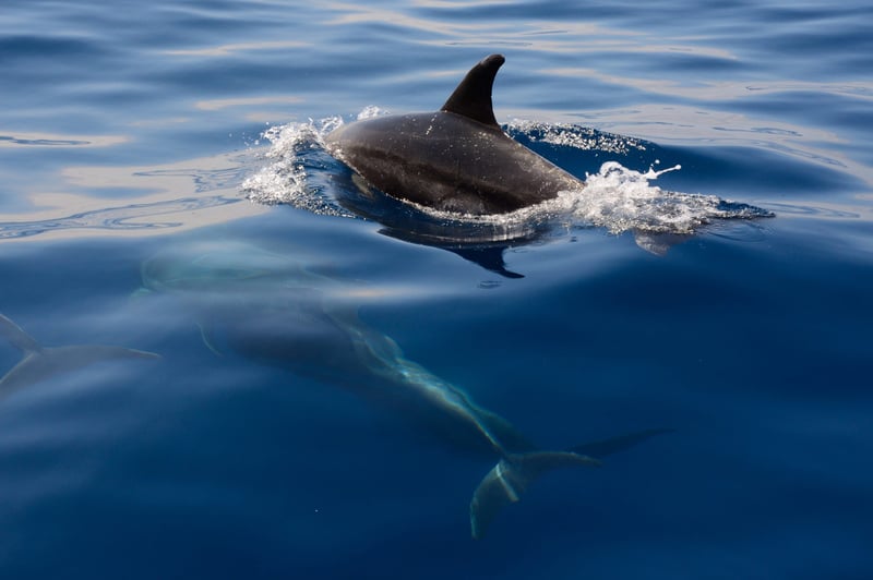 Dolphin Boat Trip in Kizimkazi, photo 4