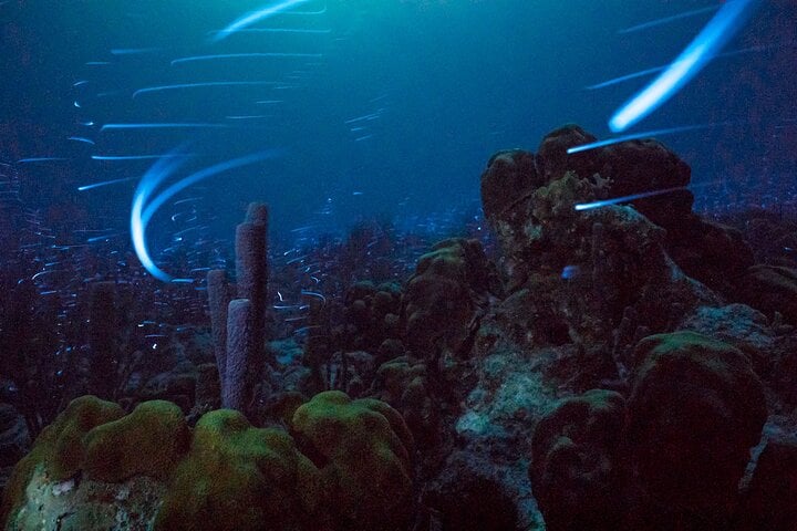 Bioluminescent Night Snorkelling in Bonaire, photo 2