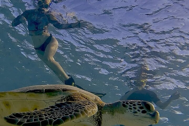 Flamingo and Turtle Snorkel Tour in Bonaire, photo 5