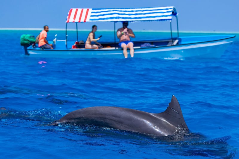 Dolphin Boat Trip in Kizimkazi, photo 3