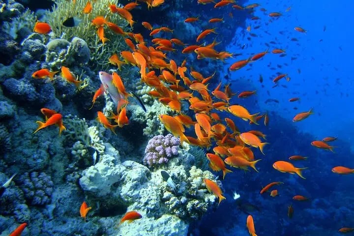 Intro Beach Dive with Transfer from Sharm El Sheikh, photo 3