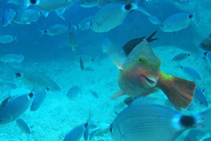 Scuba Diving Day from Side, photo 4