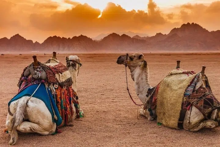 Quad Adventure with Camel Ride and Bedouin Village Dinner from Hurghada, photo 2
