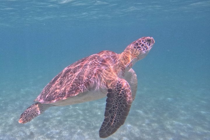 Turtle Snorkel in Akumal Bay, Riviera Maya, photo 3