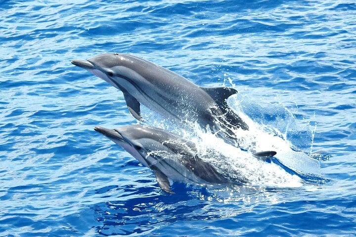 Dolphin House Snorkel with Drinks in Marsa Alam, photo 4