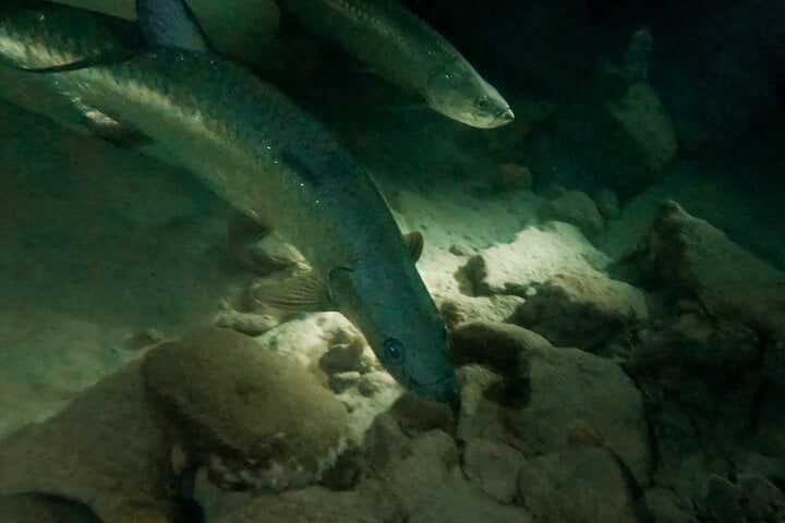 Night Snorkelling Adventure in Bonaire, photo 2