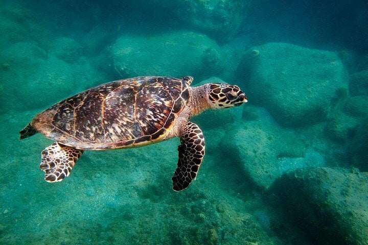 Catamaran Snorkel, Lunch and Lounge in St Kitts, photo 4