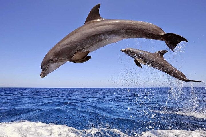 Dolphin House Snorkeling Cruise with Lunch in Hurghada, photo 4