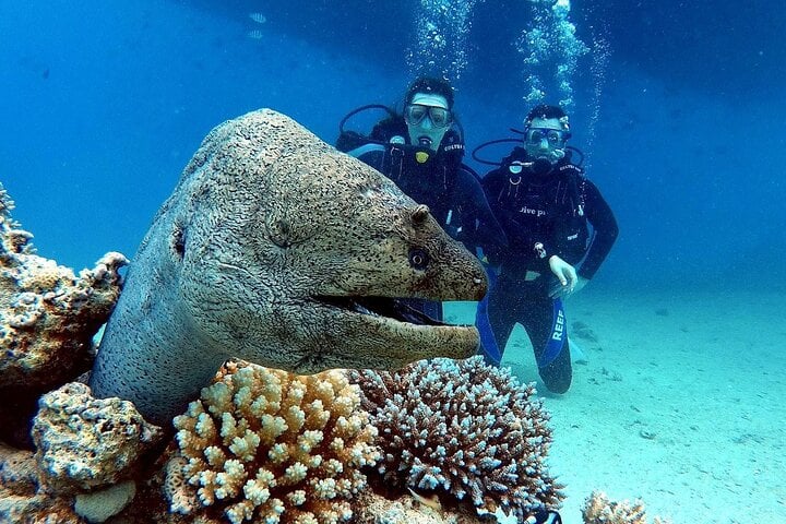 Hamata and Qulaan Islands Diving Day in Marsa Alam, photo 4