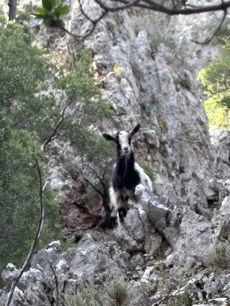 Kritsa Gorge Hiking Experience in Kritsa, photo 5