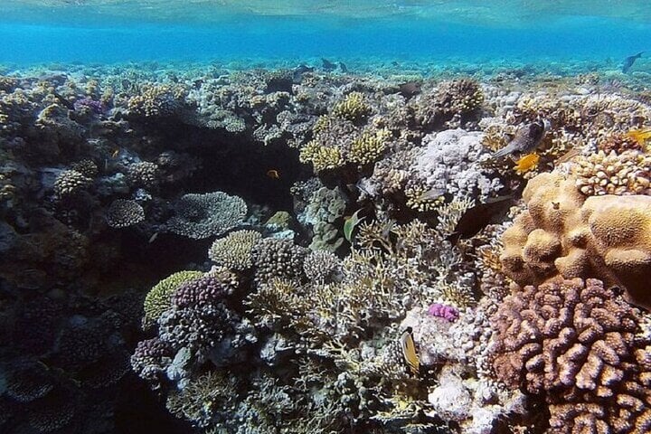 Ras Mohamed Snorkel and Dive in Sharm El Sheikh, photo 5