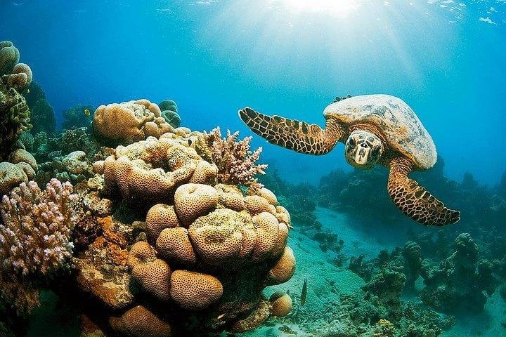 Marsa Mubarak Snorkel in Marsa Alam, photo 4