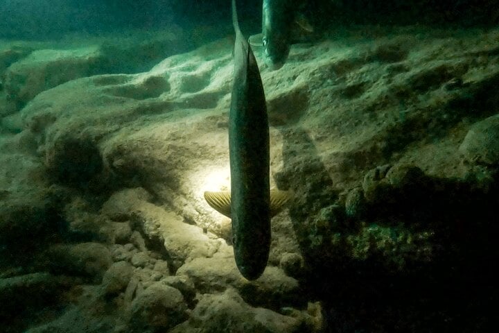 Night Snorkelling Adventure in Bonaire, photo 5
