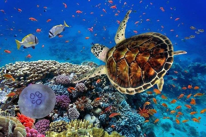 Marsa Mubarak Snorkel in Marsa Alam, photo 5