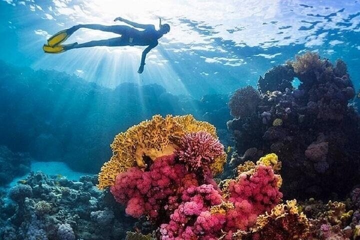 Coral Gardens Snorkel in Marsa Alam, photo 2