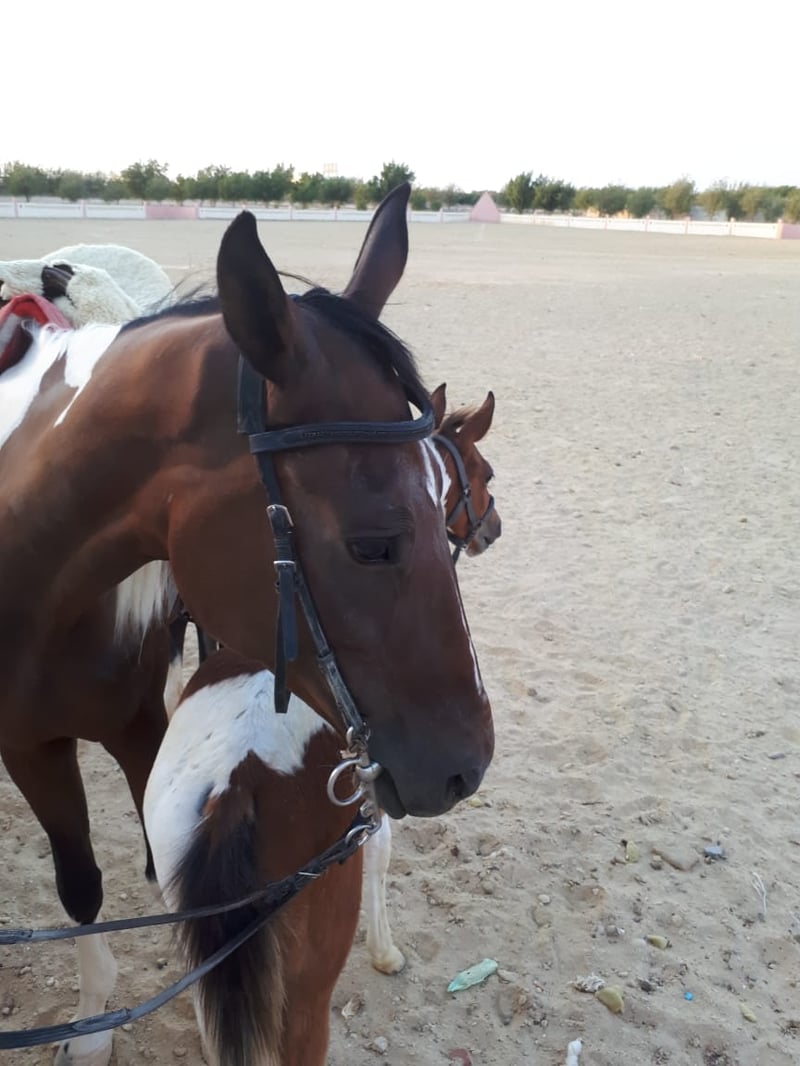 Horse Riding on Desert and Beach in Hurghada, photo 2