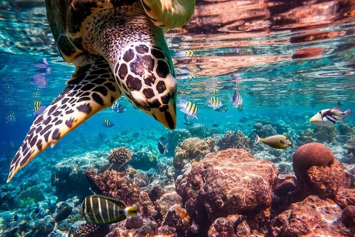 Abu Dabbab Turtle Snorkel in Hurghada or Soma Bay, photo 4