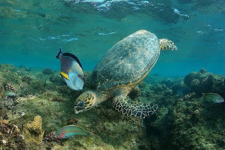 Abu Dabbab Turtle Snorkel in Marsa Alam, photo 5