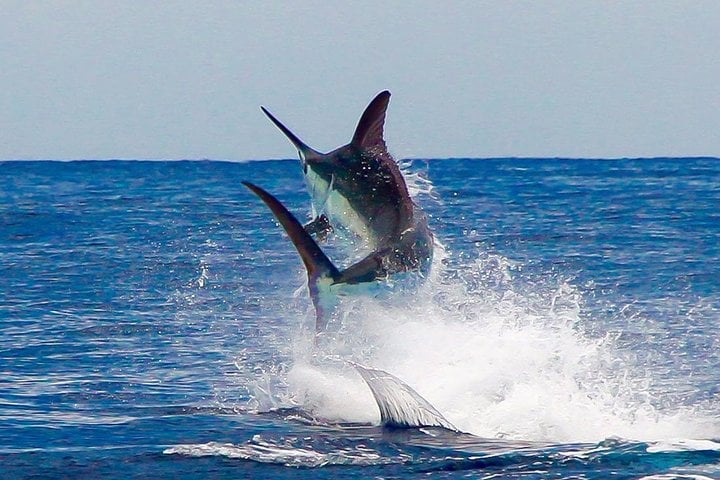 Fishing and Snorkel Speedboat in Hurghada, photo 5
