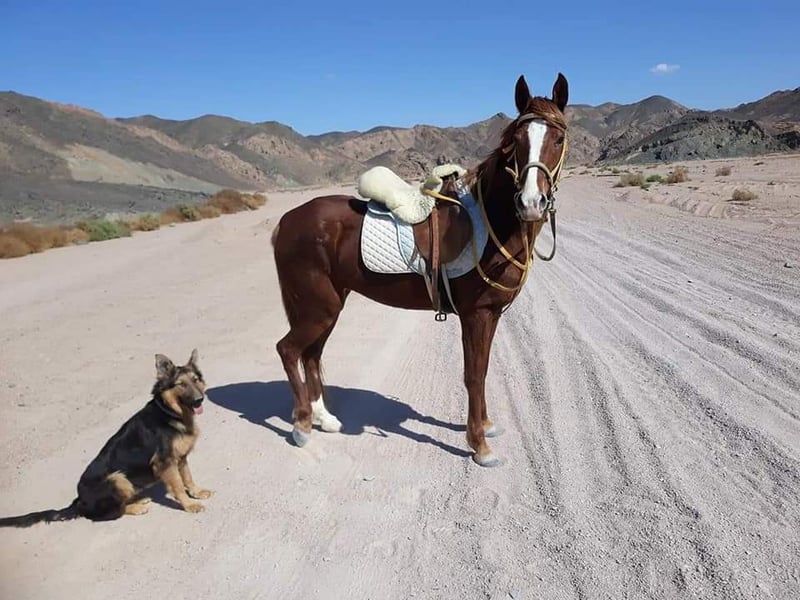 Horse Riding on Desert and Beach in Hurghada, photo 4