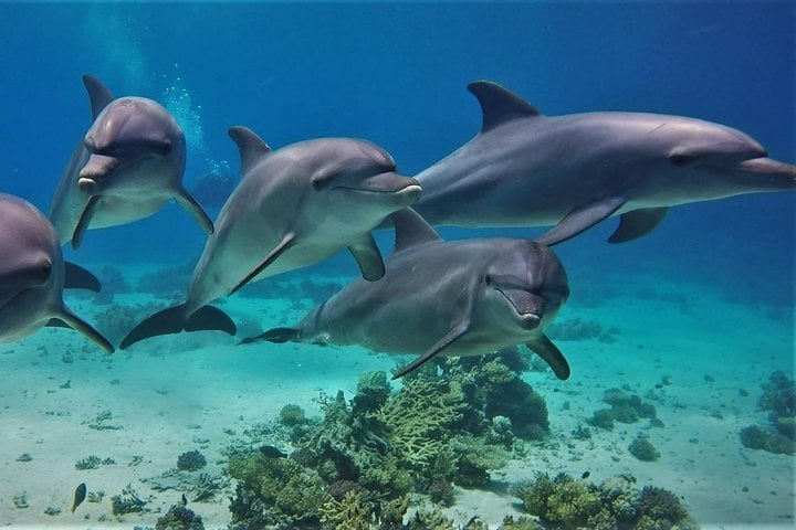 Dolphin House Snorkel with Drinks in Marsa Alam, photo 3