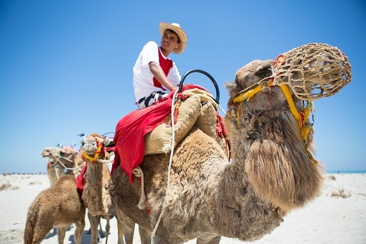 Family Buggy and Camel Safari in Marsa Alam, photo 3