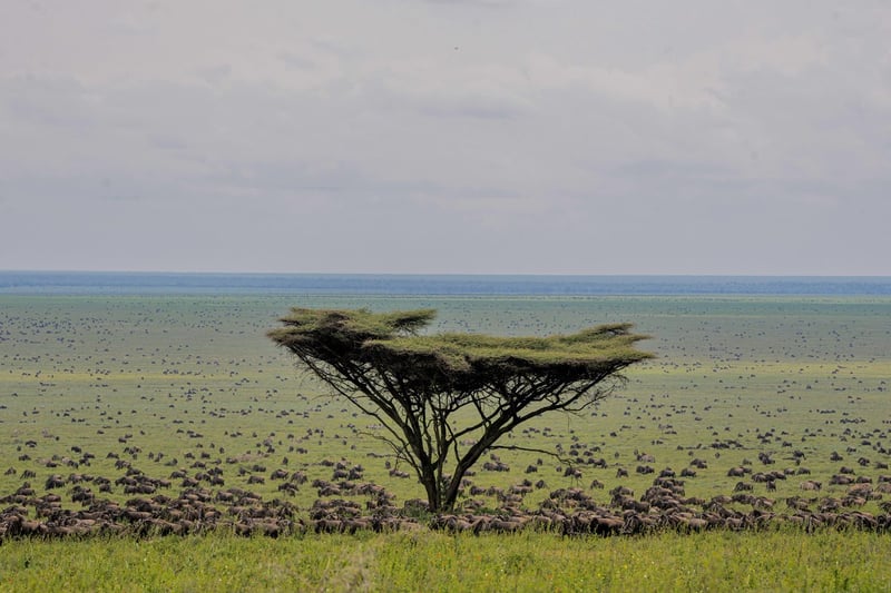 Hot Air Balloon Safari in the Serengeti, photo 4