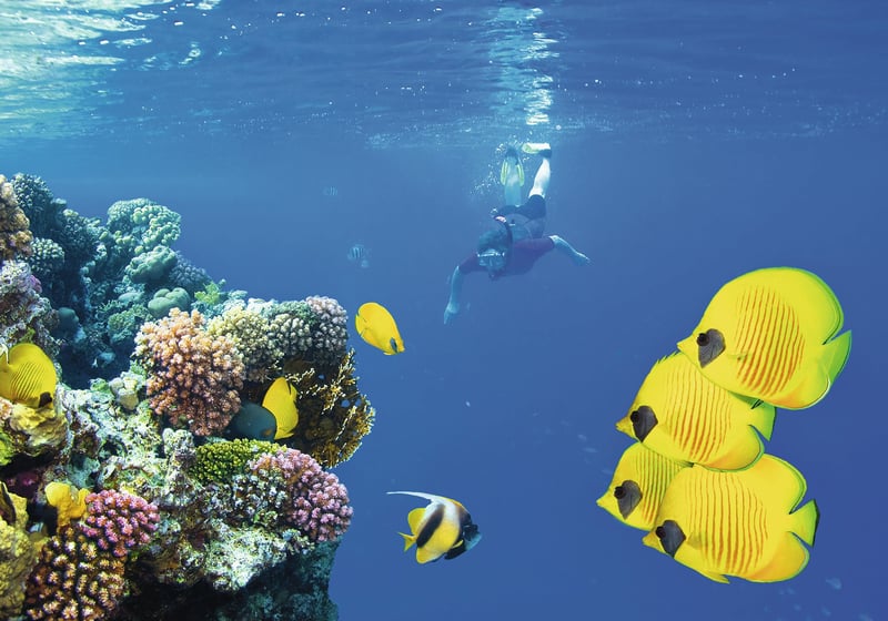 Half-day Snorkelling at Mnemba Coral Gardens, photo 2