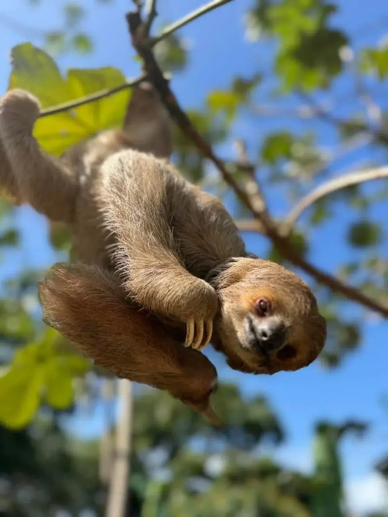 Zip and Dip with Sloths in Roatan, photo 2