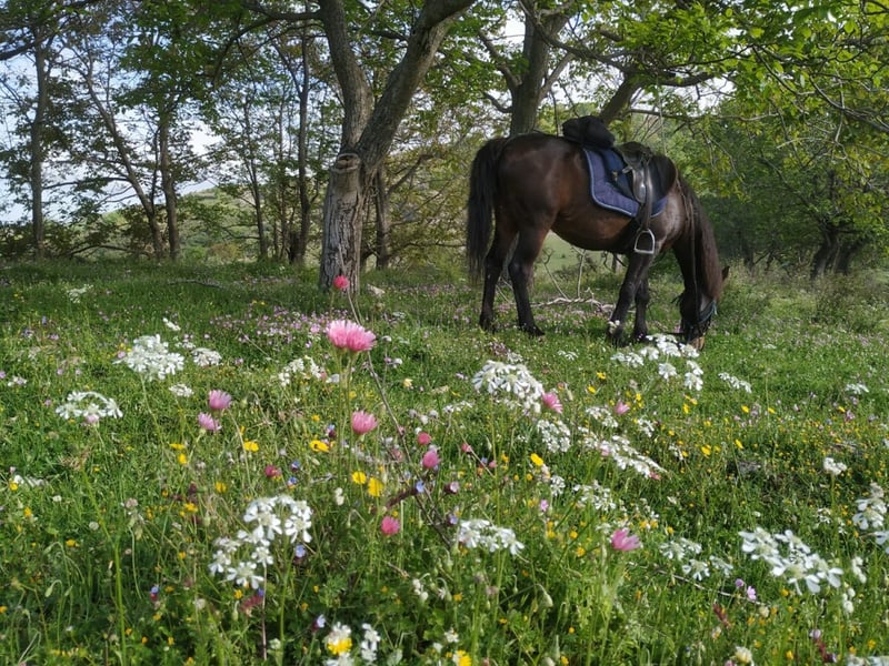 Countryside Horseback Ride in Gjirokastra, photo 3