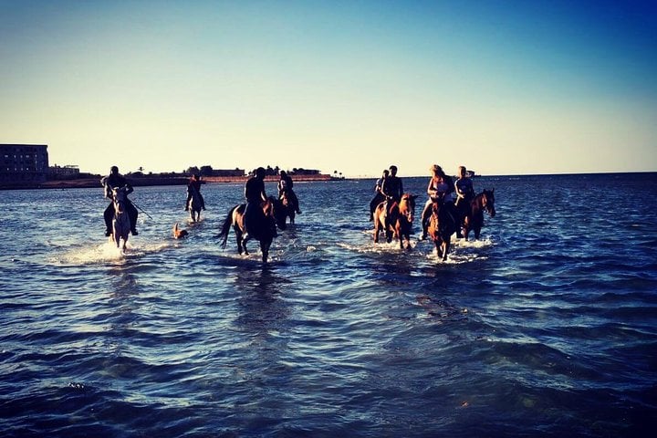 Horse Swim and Desert Ride in Hurghada, photo 2