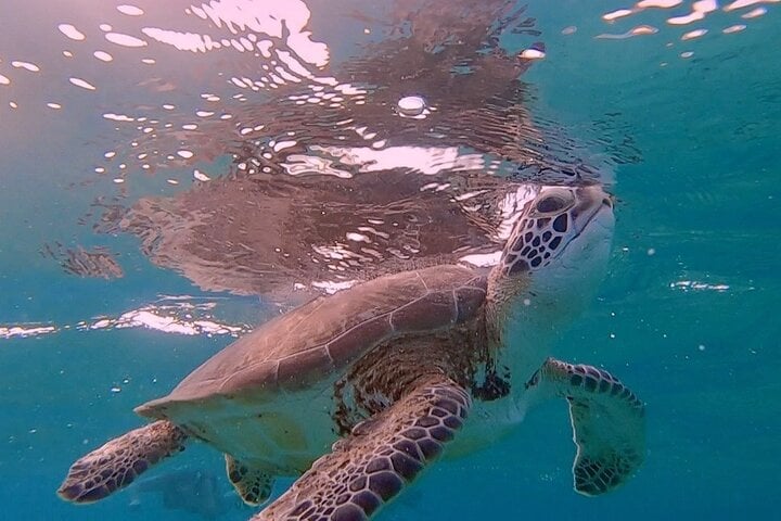 Two-Stop Shore Snorkel Trip in Bonaire, photo 4