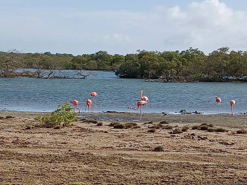 Flamingo and Turtle Snorkel Tour in Bonaire, photo 4