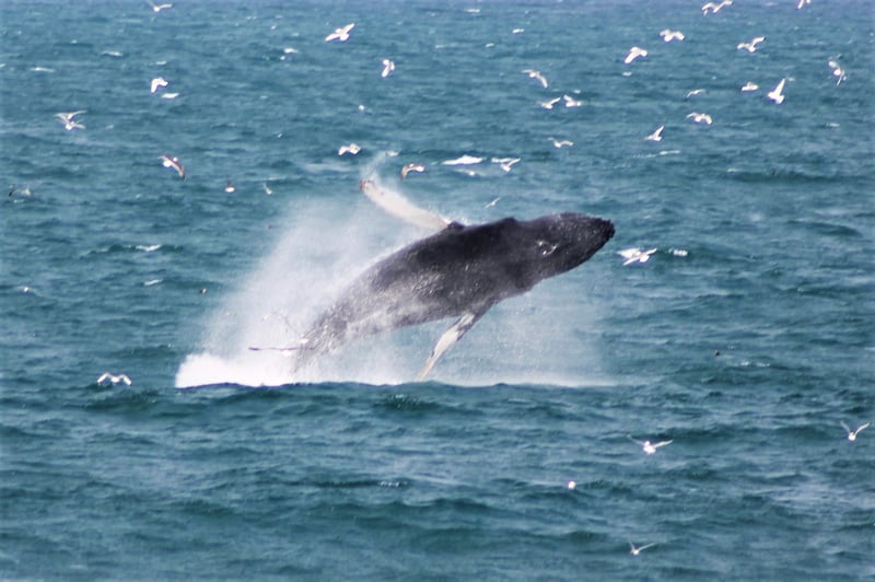Whale Watching Tour in Reykjavik, photo 5
