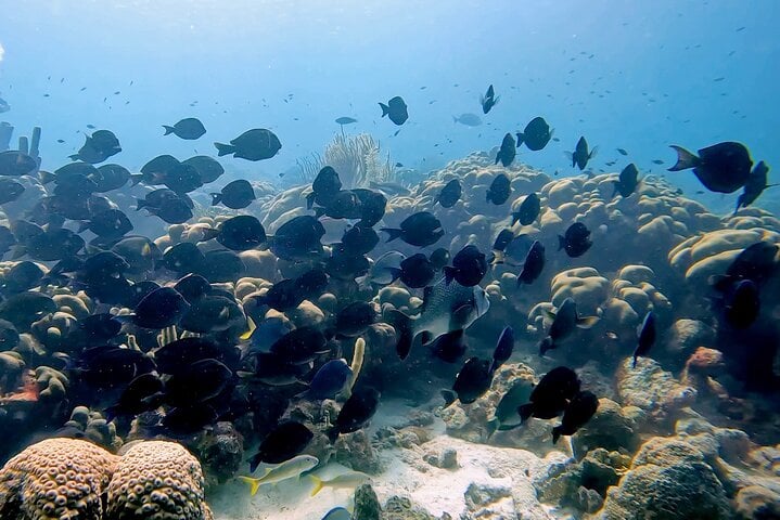 Try Scuba Diving Experience in Bonaire, photo 4