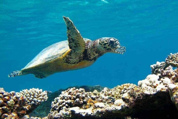 Abu Dabbab Turtle Snorkel in Hurghada or Soma Bay, photo 5