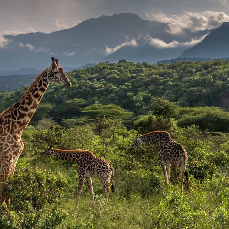 Arusha National Park Day Trip, photo 4