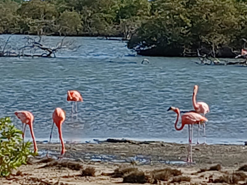 Flamingo and Turtle Snorkel Tour in Bonaire, photo 2