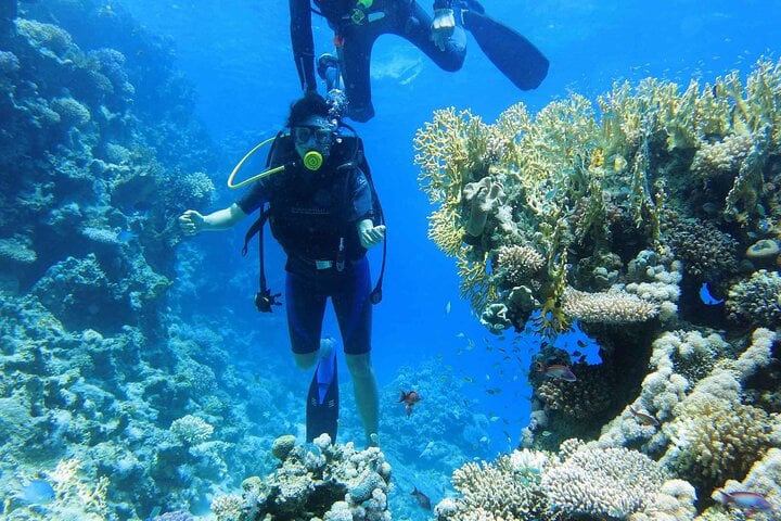 Tiran Island Snorkel and Intro Dive in Sharm El Sheikh, photo 3