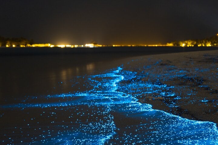 Bioluminescent Night Dive in Bonaire, photo 3
